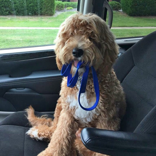 Dog from an Elkhart, Indiana Goldendoodle breeder ready to take a trip.